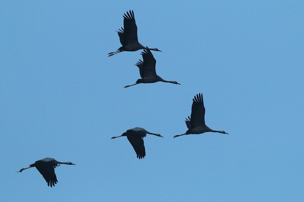 Ad ali spiegate, il sogno di Icaro.